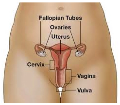 Cancer of the Cervix